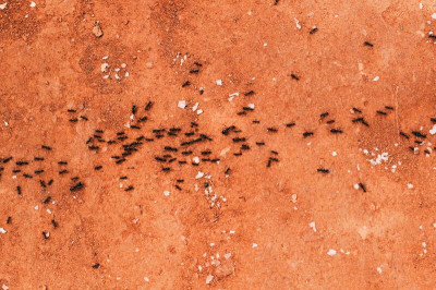 Insecticida para instalaciones ganaderas ¿cuál elegir?